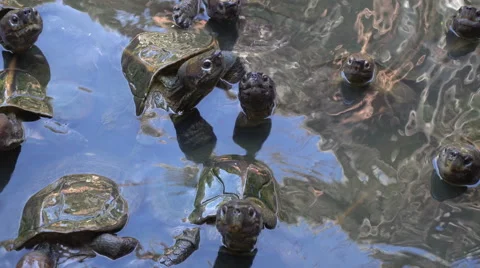 Turtles swim in pond, look at camera waiting for food Stock Footage 67773661