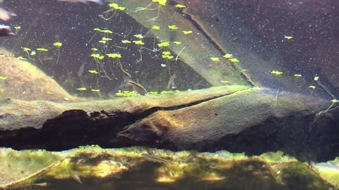 Turtles swim to a river log view from under water Stock Footage 77238370