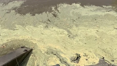 Turtles swim through pollen floating on a pond in spring Stock Footage 165372033