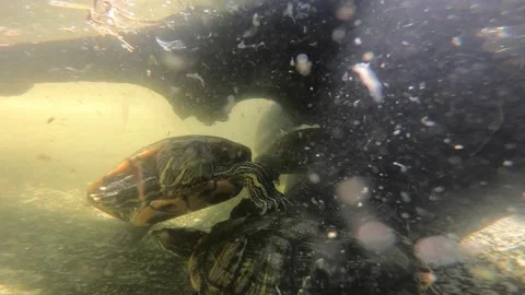 Turtles swim underwater Stock Footage 170474006