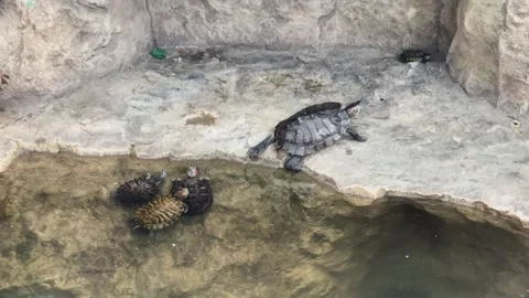 Turtles swim in the zoo Stock Footage 329091958