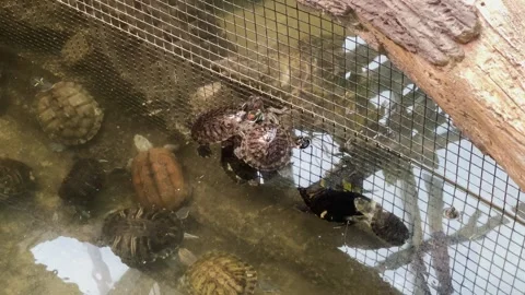Turtles swim in the zoo Video stock 329091971