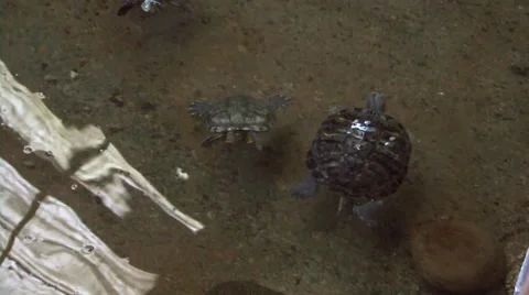 Turtles Swimming Video stock 45947675