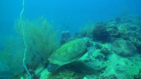 Turtles swimming over rocks 動画素材 33108066
