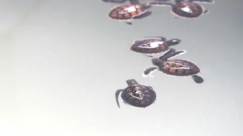 The turtles swimming in pond. Stock Footage 23938278