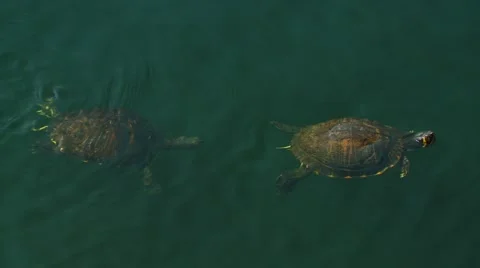 Turtles swimming in pond Stock Footage 60691636