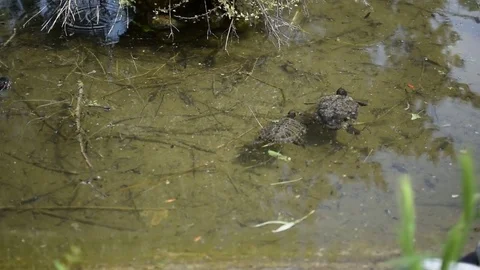 Turtles swimming in a pond Video stock 75645846