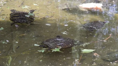Turtles swimming in a pond Video stock 75647346