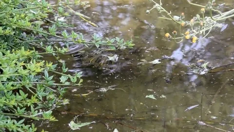 Turtles swimming in a pond Video stock 75647764