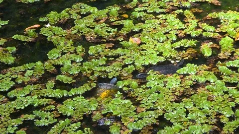 Turtles Swimming in Pond Stock Footage 80123966