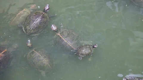 Turtles swimming in pond Stock Footage 104418459