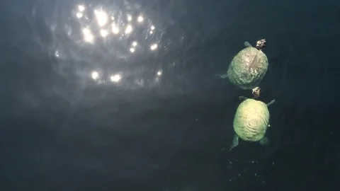 Turtles Swimming at Self Realization Fellowship Lake Shrine California Video stock 101019096