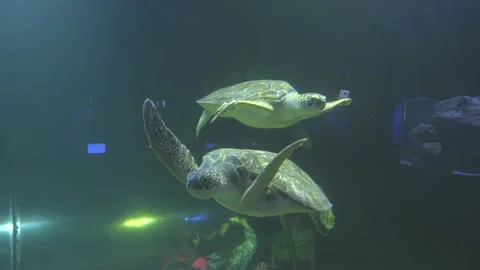 Turtles swims  in oceanarium. Stock Footage 267353480