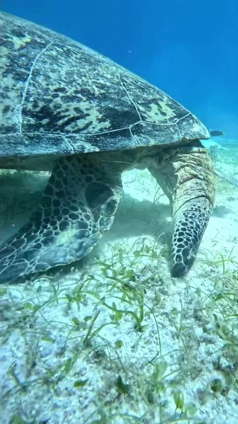The turtle's tail looks long and large Stock Footage 320986033