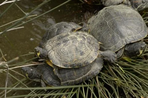 Turtles together swim Stock Photos