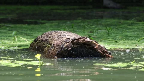 Turtles topples a log in a pond Stock Footage 294857845