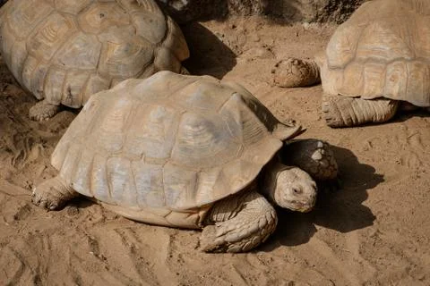 Turtles, tortoise Stock Photos