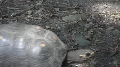 Turtles, Tortoises, Reptiles, Animals, Wildlife Stock Footage