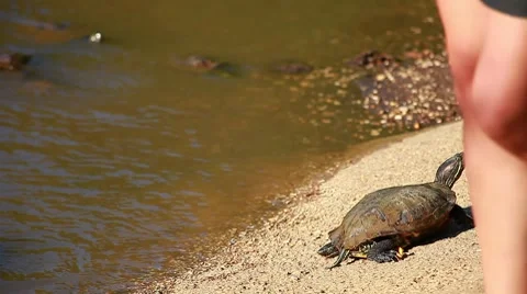 Turtles - TRACHEMYS SCRIPTA ELEGANS Stock Footage 8684785
