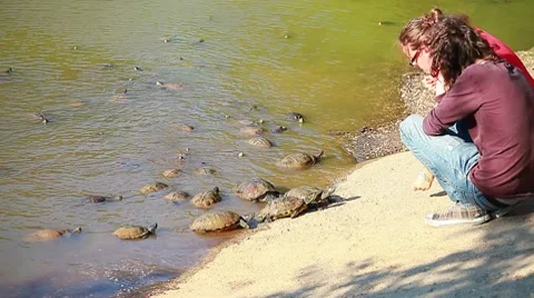 Turtles - TRACHEMYS SCRIPTA ELEGANS Stock Footage 8685041