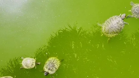 Turtles Trachemys scripta elegans Swimming in Green Pond Stock Footage 313452352