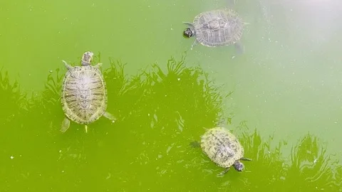 Turtles Trachemys scripta elegans Swimming in Green Pond Stock Footage 313452355