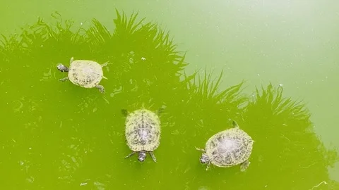 Turtles Trachemys scripta elegans Swimming in Green Pond Stock Footage 313452425
