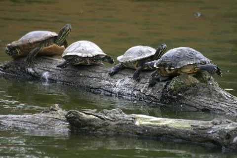 Turtles on a tree trunk in the water 스톡 사진