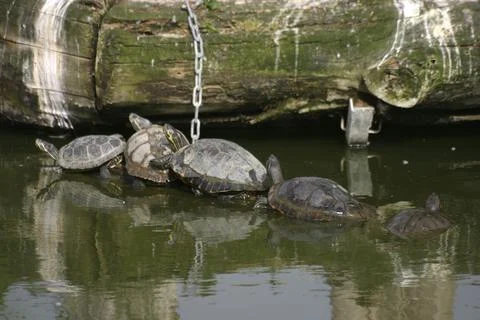 Turtles on a tree trunk in the water Stockfoto's