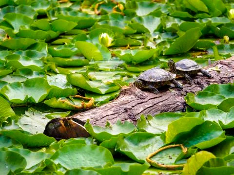 Turtles Turtles and Turtles basking in the sun Stock Photos