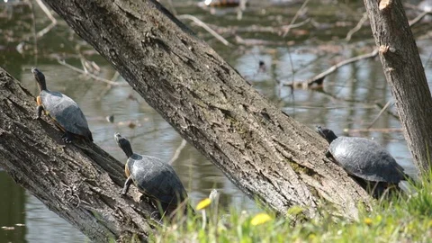 Turtles under sunlight Stock Footage 107037962