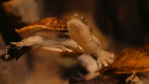 Turtles underwater Stock Footage 96420060