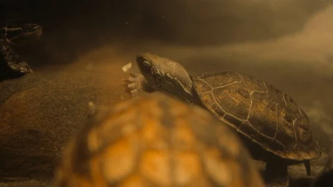 Turtles underwater Stock Footage 96420107