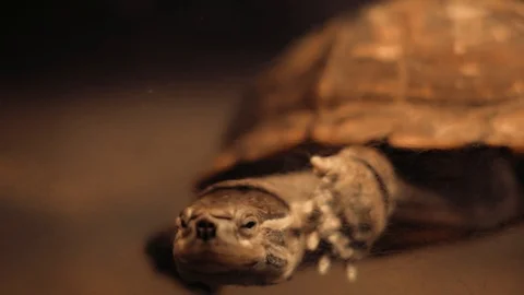 Turtles underwater Stock Footage 96420109