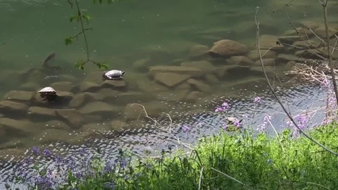 Turtles on Underwater Rocks as a School of Fish Swims Past Vídeo Stock 341621330