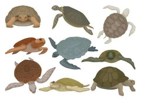 Turtles in various views set, tortoise reptile animals vector Illustration on a Illustrazione stock