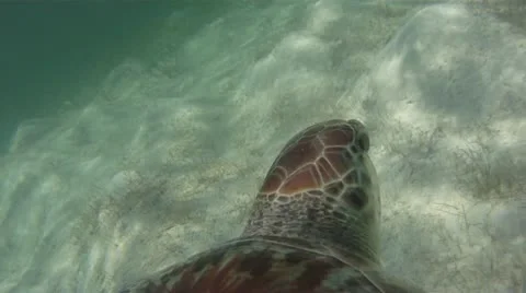 A Turtle's View Stock Footage 10908676