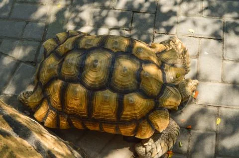 Turtles walk in cages	 Foto stock