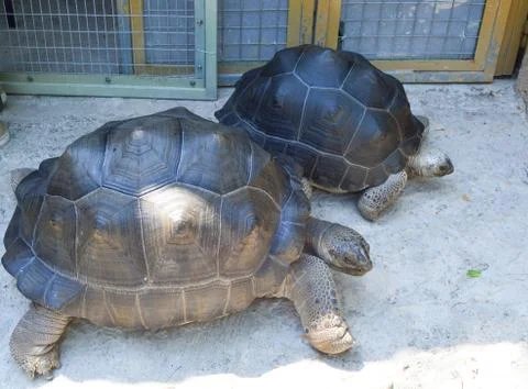 Turtles walk in cages	 Stock-Fotos