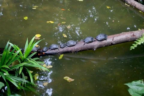 Turtle's walking on branch of tree Stock Photos