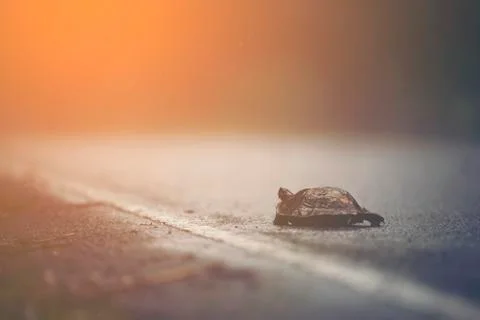 Turtles walking on the road while it rains. Foto stock