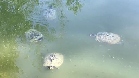 Turtles on the water Stock Footage 91833234