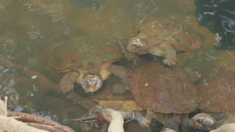 Turtles in Water Stock Footage 165648273
