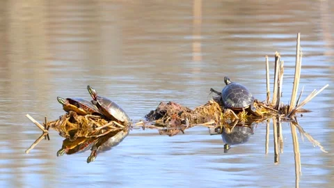 Turtles on a Weathered Log, and plants in the middle of lake in Michigan wi.. Vidéo 315146597