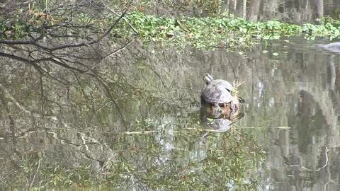 Turtles on wood swamp Stock Footage 88293095