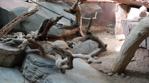 Turtles in a zoo Video stock 32383255