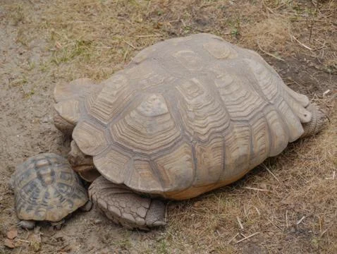 Turtles in the zoo 写真素材