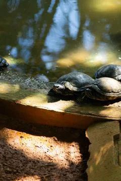 Turtles at the Zoo Stock Photos