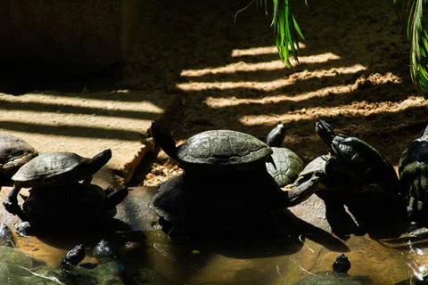 Turtles at the Zoo Stock Photos
