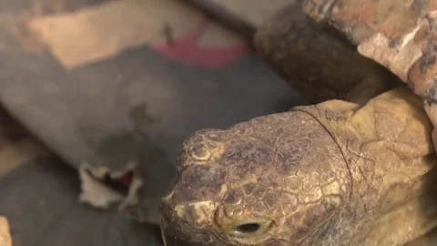 Turtles300064 Stockbeeldmateriaal 84232978